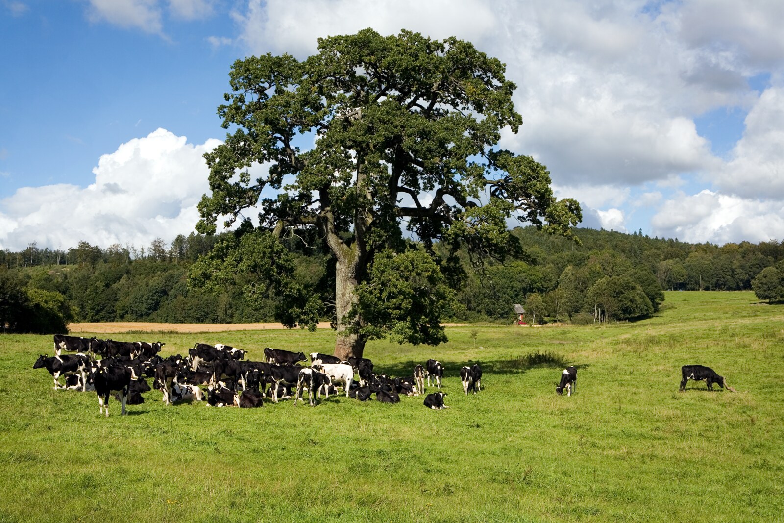 Sustainable dairy farm