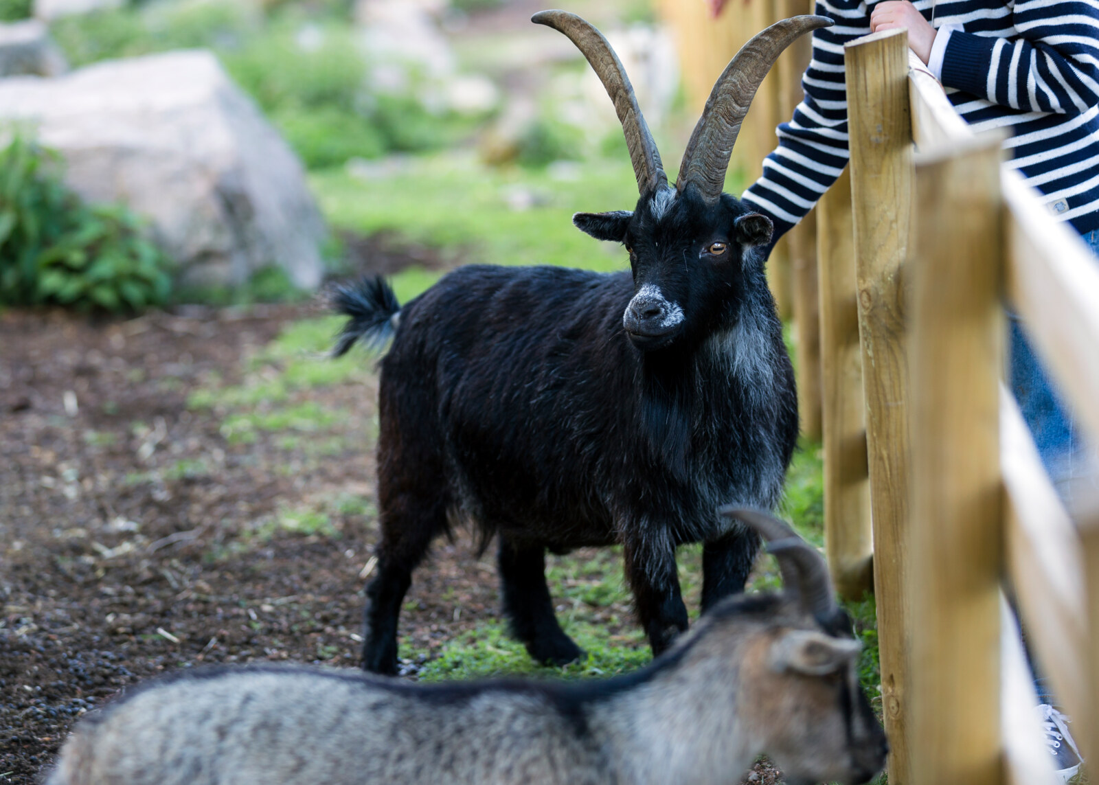 Petting a goat