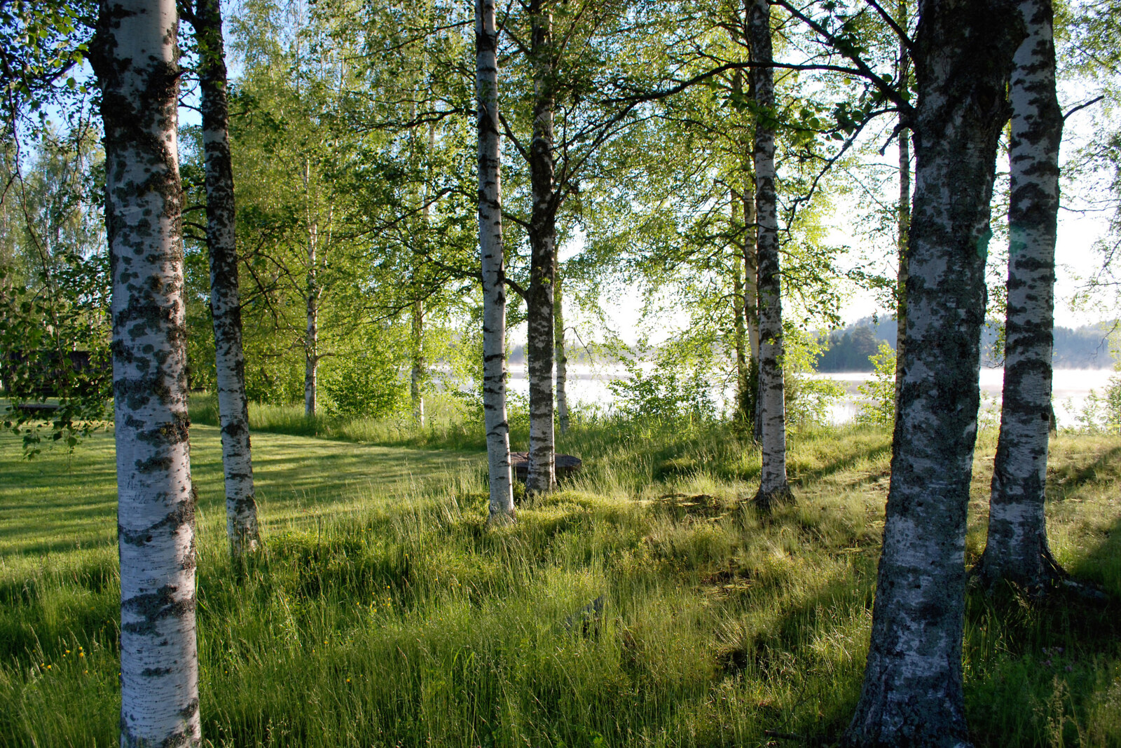 Grove of birches