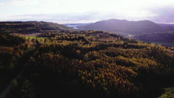 Drone footage of a forest in the High Coast during autumn.
